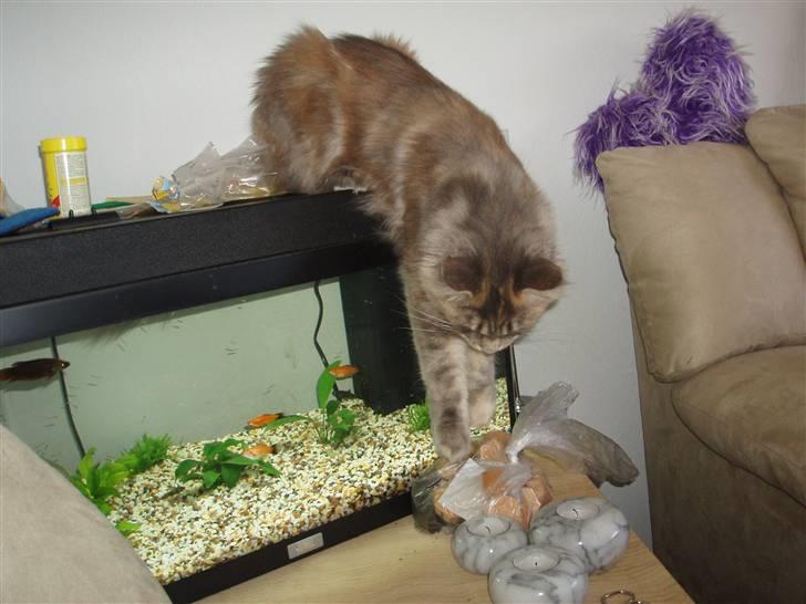 Maine Coon Løvehulen's Platina  billede 10