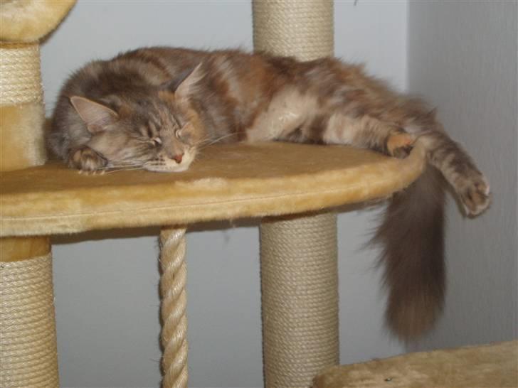 Maine Coon Løvehulen's Platina  billede 11