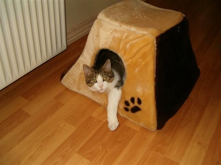 Huskat Anton - Har lige taget en ordentlig morfar... men det er nu rart lige at ligge lidt inden man står op billede 1