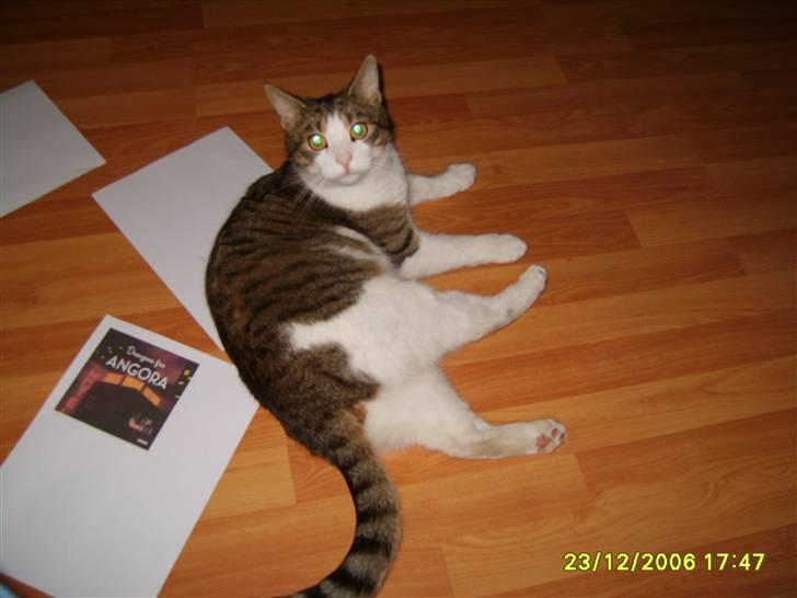 Huskat Anton - Jeg er lidt fræk her jeg er klar på der skal ske noget ;-D billede 2