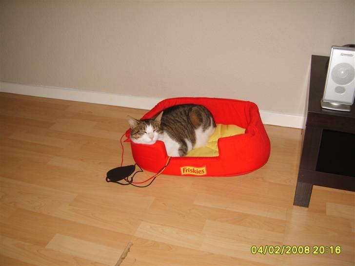 Huskat Anton - Har lige fået ny seng OG den er jeg slem gal glad for billede 3