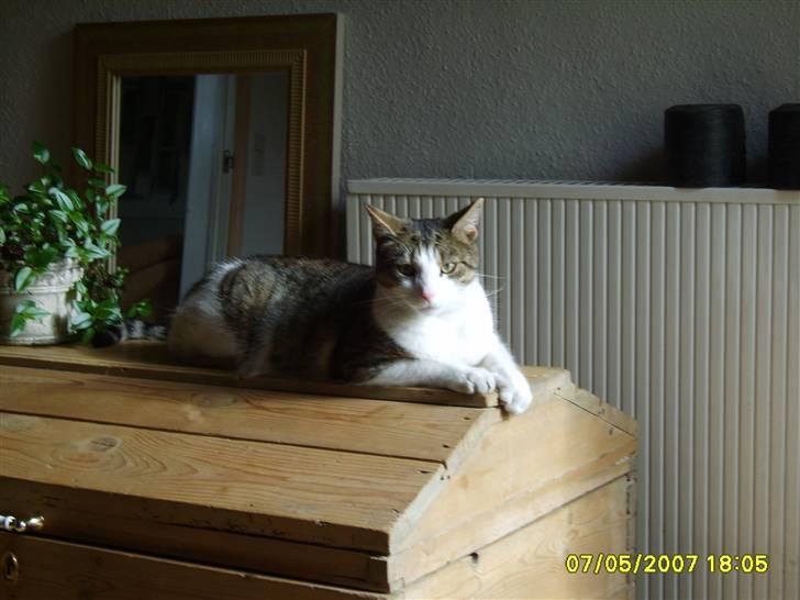 Huskat Anton - Ligger lige og nyder solen lidt billede 4