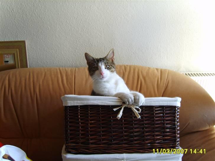 Huskat Anton - Se far har lige købt en ny kurv til mig ;-D eller det har jeg besluttet at han har... NU ER DET MIN billede 5