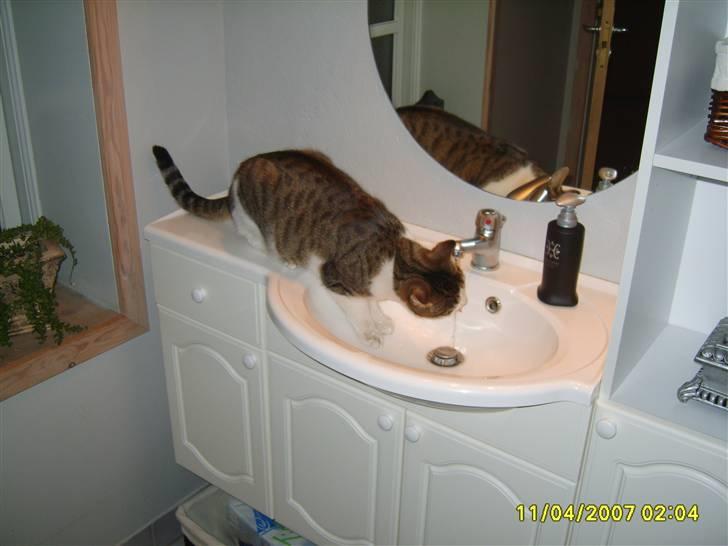 Huskat Anton - Ja jeg har luret at det er bedre med frisk vand end det i skålen billede 6