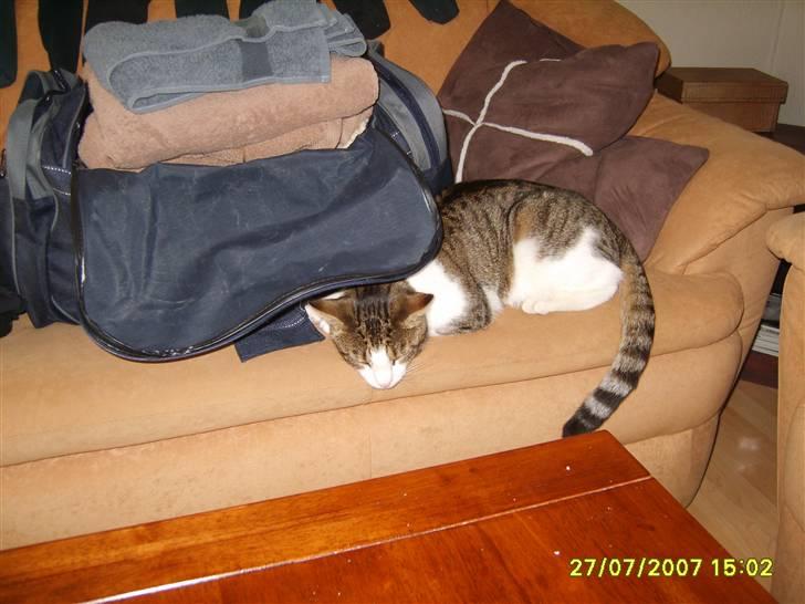Huskat Anton - Der forhåbentlig ikke nogen der rejser uden mig billede 7