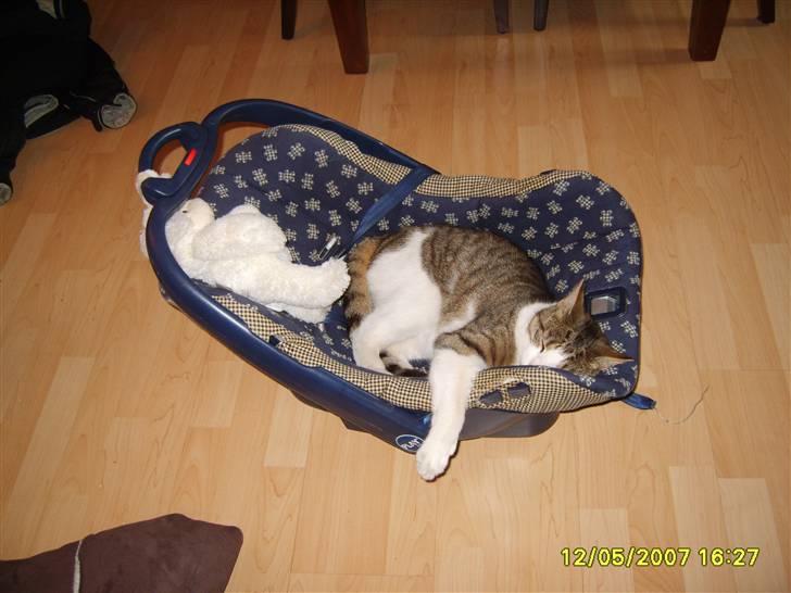 Huskat Anton - Det er da dejligt med sådan en autostol billede 9