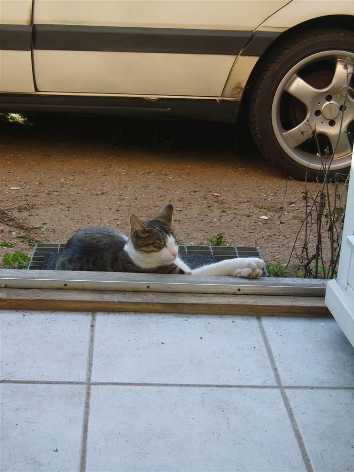 Huskat Anton - Ja her vogter jeg... Ja ja ved godt det ikke ser sådan ud :-D billede 10