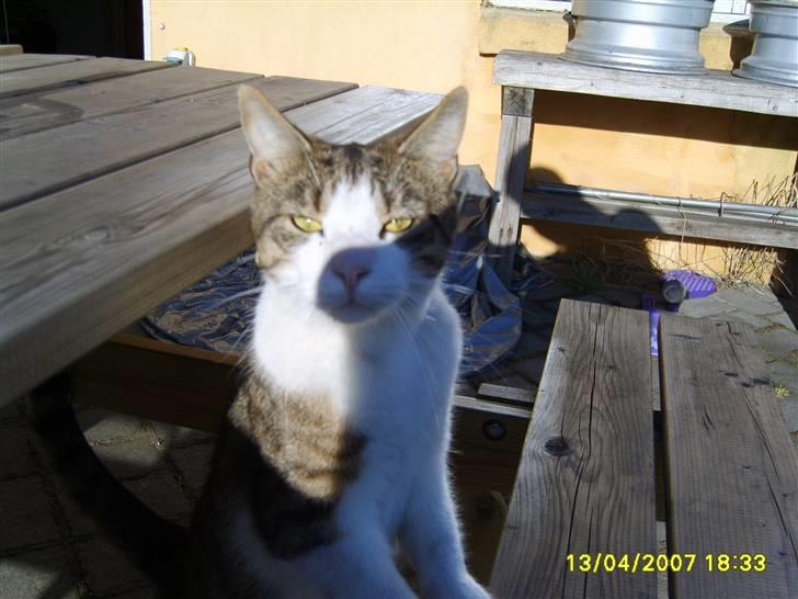 Huskat Anton - Hej er det mig du leder efter billede 11