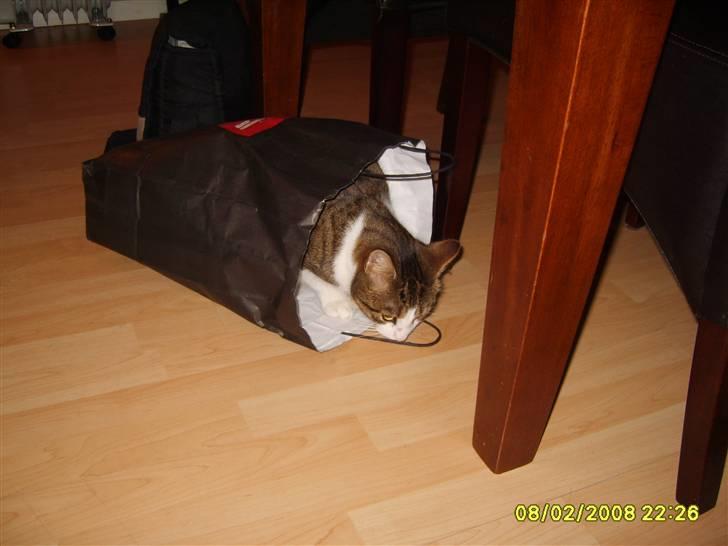 Huskat Anton - Hmmm... Måske en mulig fyybar hule billede 12