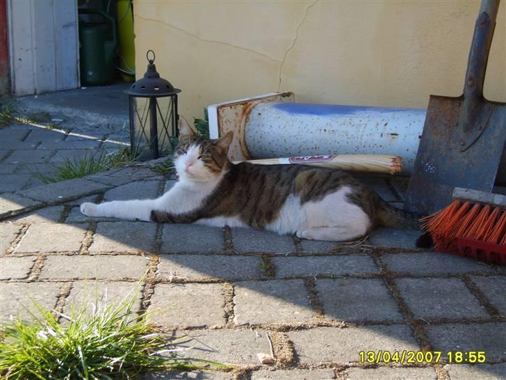 Huskat Anton - Det er da for varmt i solen jeg har lige set på far´s tempraturmåler som hænger i skyggen der står 27c* så jeg bliver i skyggen   billede 13