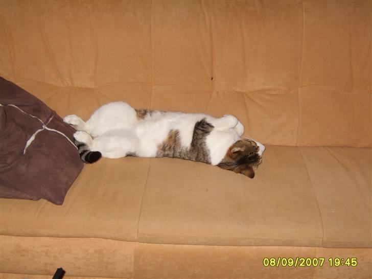 Huskat Anton - Zzz.....Zzz......Zzzz..... Shit det er hårdt at være kat billede 14