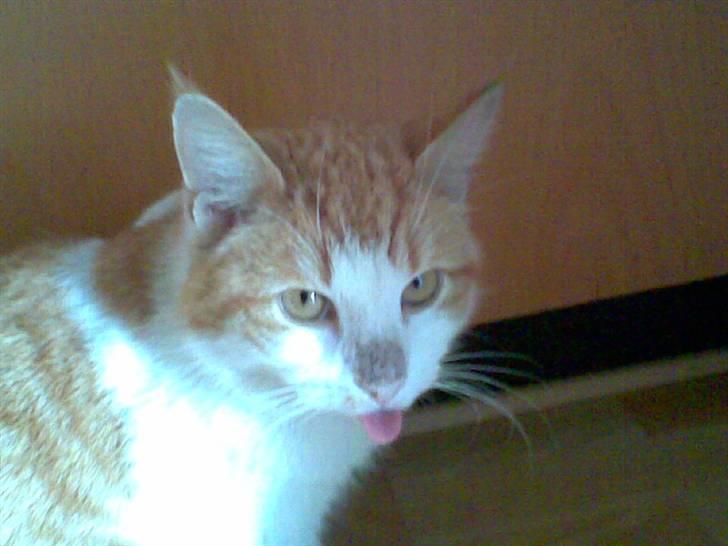 Huskat Pjevs. :(han er død): - se lige min tunge.. billede 6