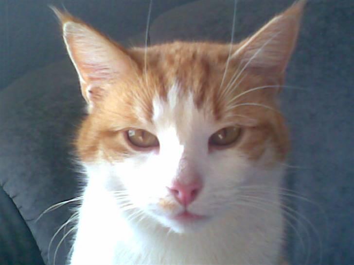 Huskat Pjevs. :(han er død): - er jeg ikke flot? billede 7