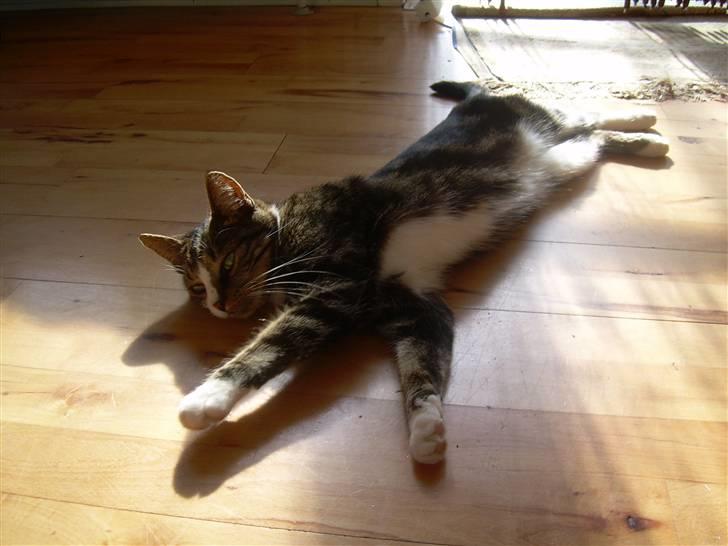 Huskat Freja  - Velkommen til Frejas profil ! <33  billede 1