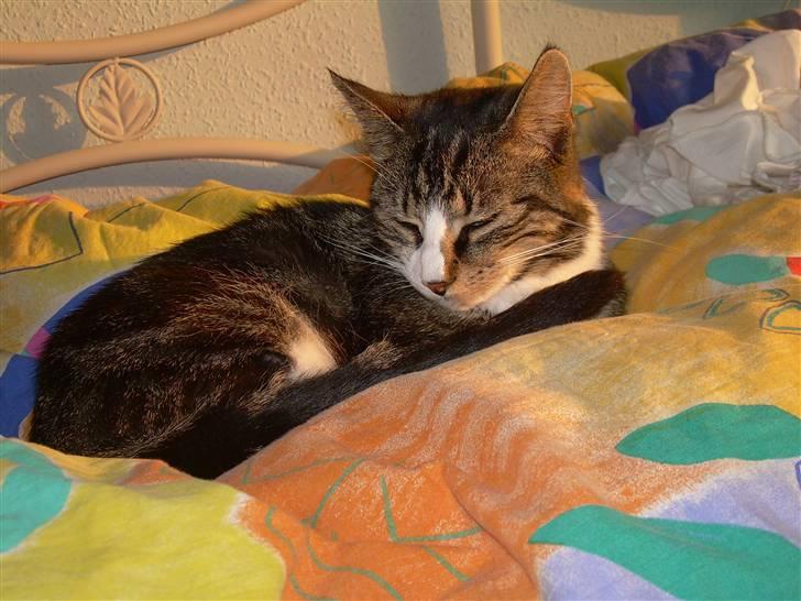 Huskat Freja  - Freja, hun er træt billede 2