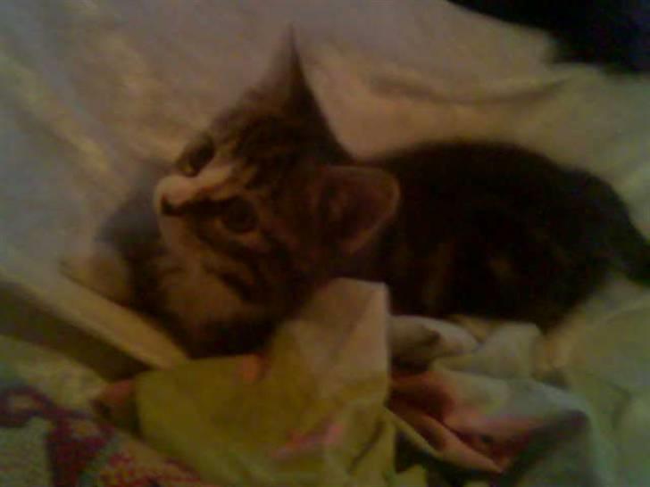 Huskat Freja  - Freja som lille billede 3