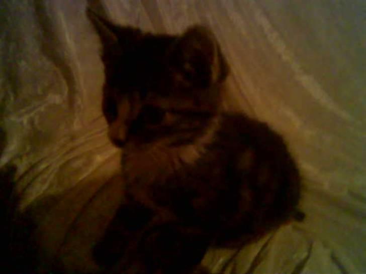 Huskat Freja  - Freja som lille <33 billede 4