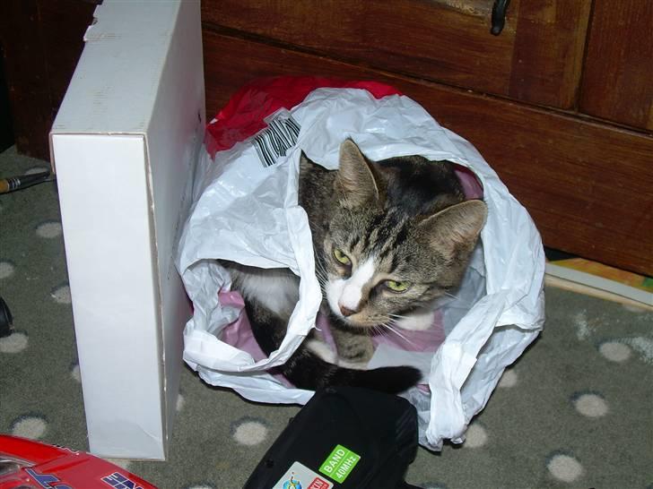 Huskat Freja  - Syss, jeg gemmer mig billede 5