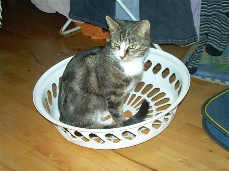 Huskat Freja  - Må jeg vaske tøj ? billede 6