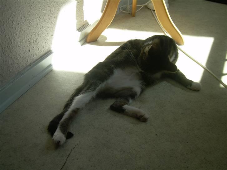 Huskat Freja  - Jaah, er i bad ! billede 8