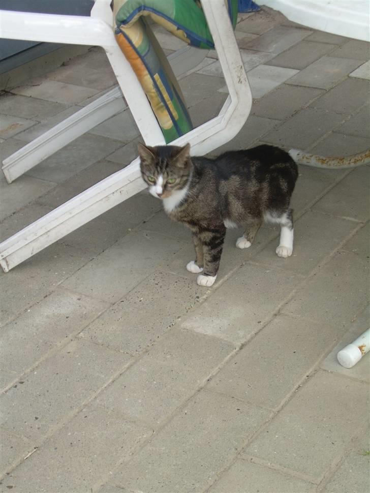 Huskat Freja  - Undenfor..  billede 9