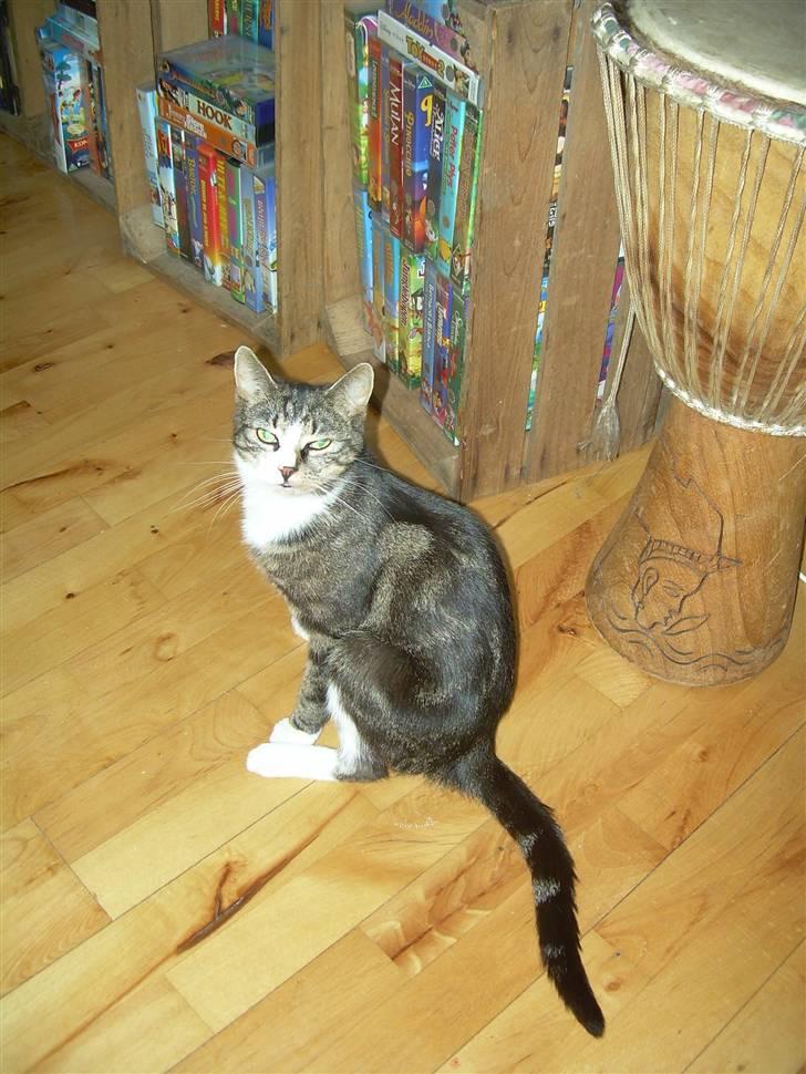 Huskat Freja  - Jeep, Her er jeg ! billede 10