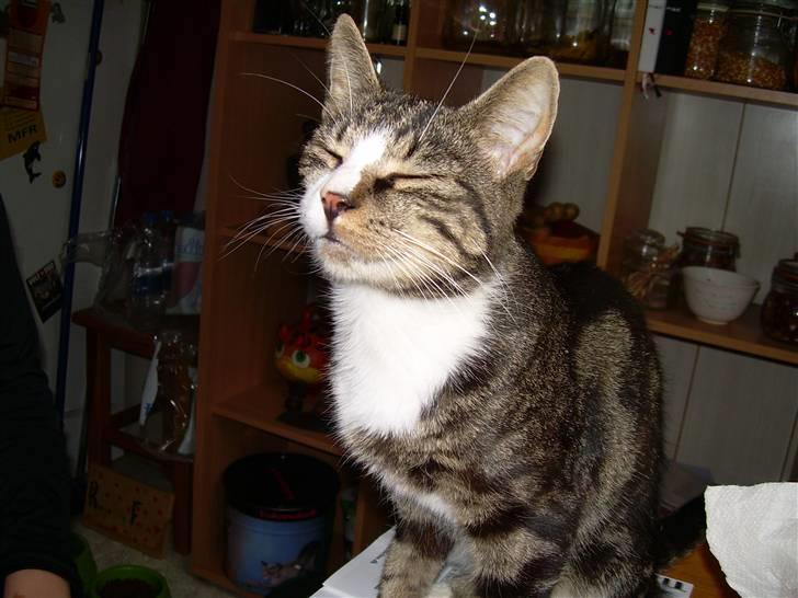 Huskat Freja  - Hun elsker og sidde og nyde livet ! <3 Love you 4-evar billede 11