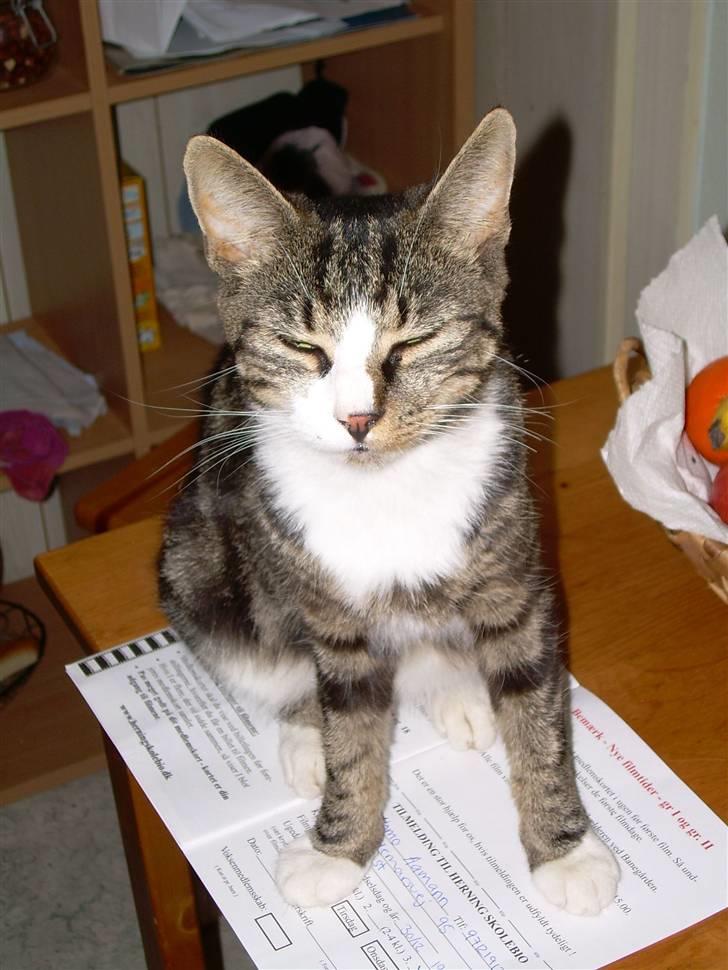 Huskat Freja  - ... billede 12