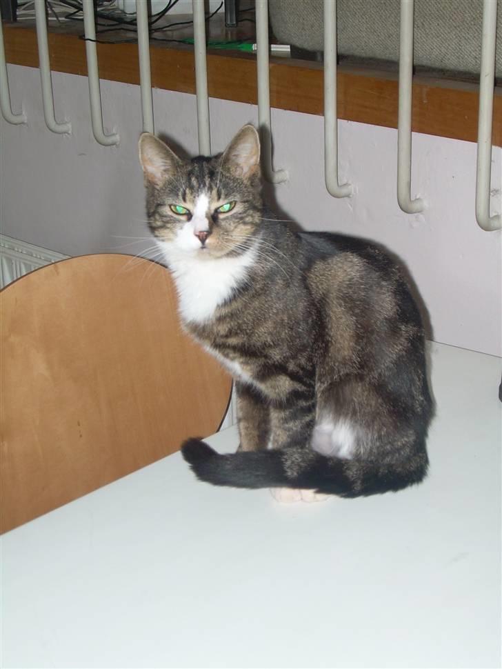 Huskat Freja  - Ja her er jeg som lidt model..! <3 billede 13