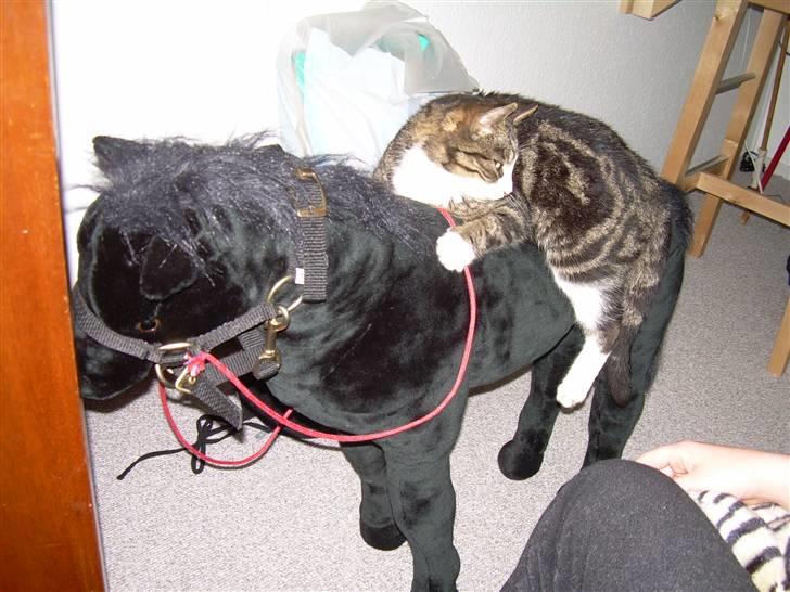 Huskat Freja  - Hun kan også ride ! billede 14