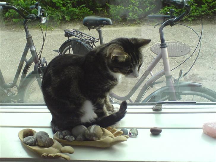 Huskat Freja  - Her er jeg.. ! <3 4 - evar billede 15