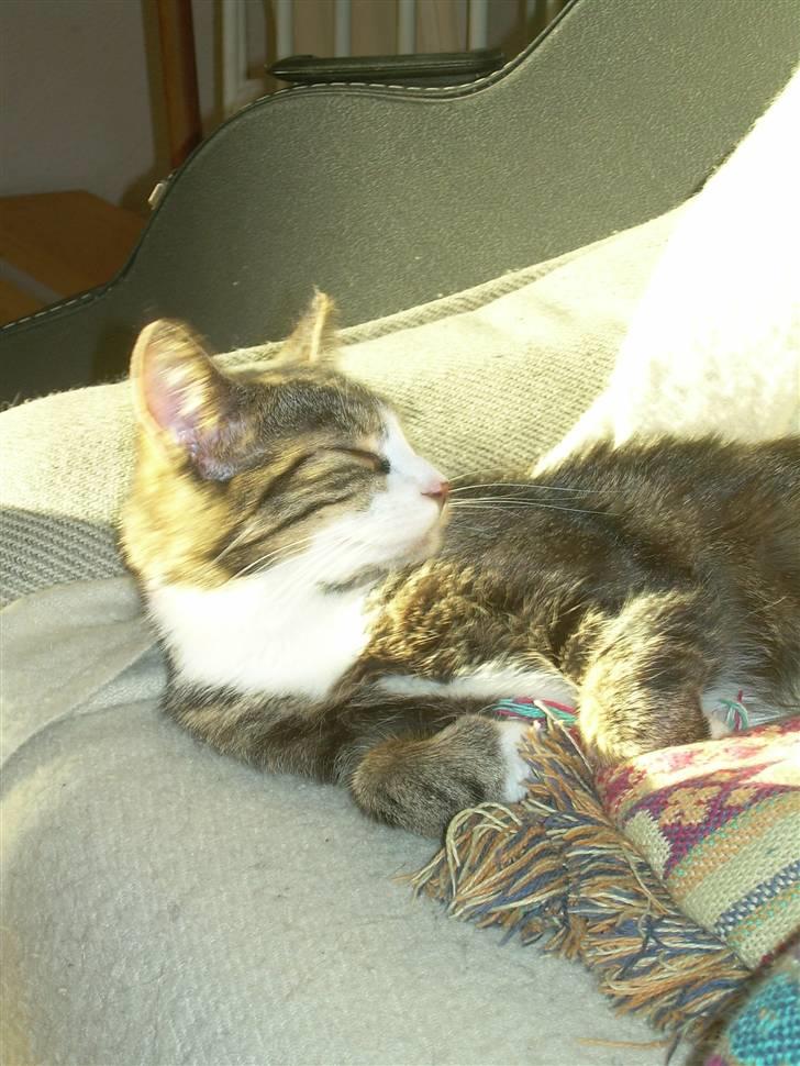 Huskat Freja  - Det er godt og ligge i solen.. ! =) billede 16