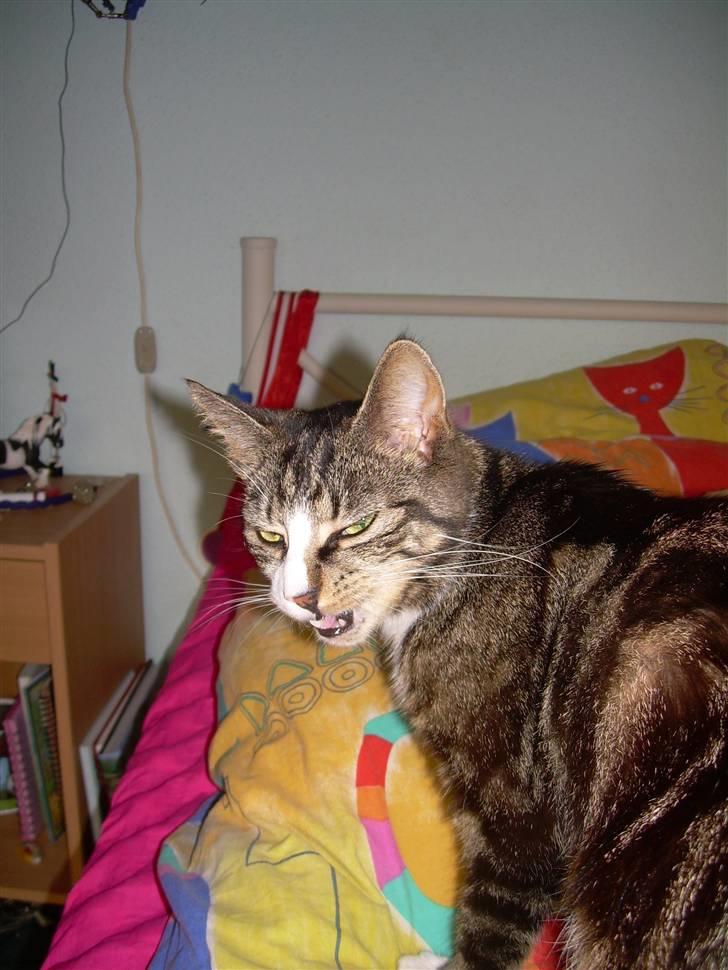 Huskat Freja  - Jeg er Såårrrrhhhh Farlig.. ;p billede 17