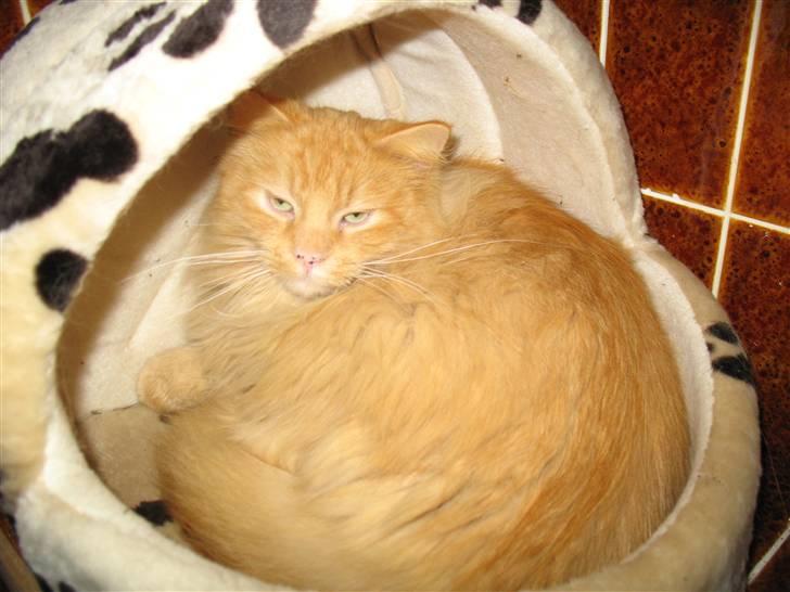 Blanding af racer Johnny - Her har han søgt tilflugt for vinteren i sin kattekurv billede 2