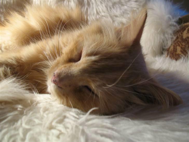 Blanding af racer Johnny - ZzZzzzZzzZZZzzzzzZZzzz billede 3