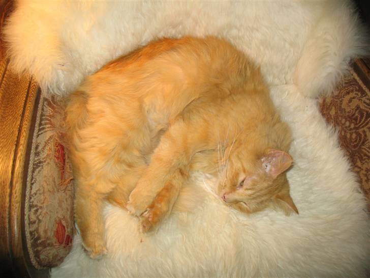 Blanding af racer Johnny - Han er en kat der går op i kvalitetsvare.. har ligger han på et lammeskindstæppe billede 4