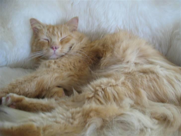 Blanding af racer Johnny - Godmorgen billede 5