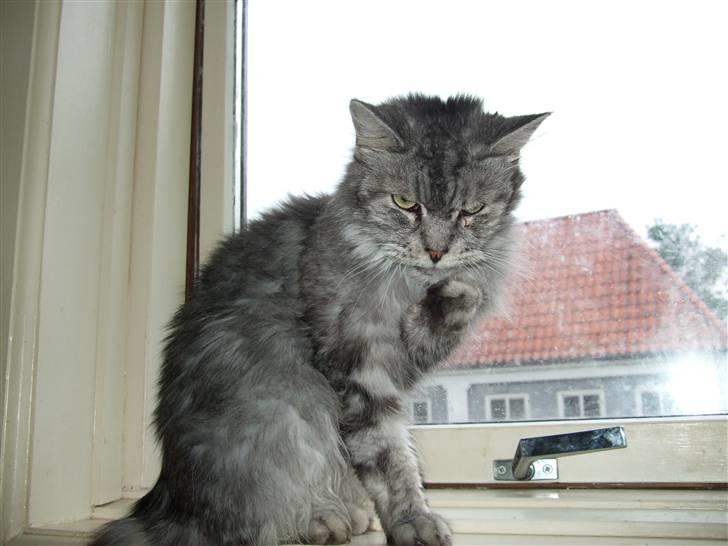 Maine Coon Ayo - Du stopper bare, og det er NU! billede 7