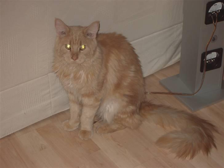 Maine Coon Joey billede 5