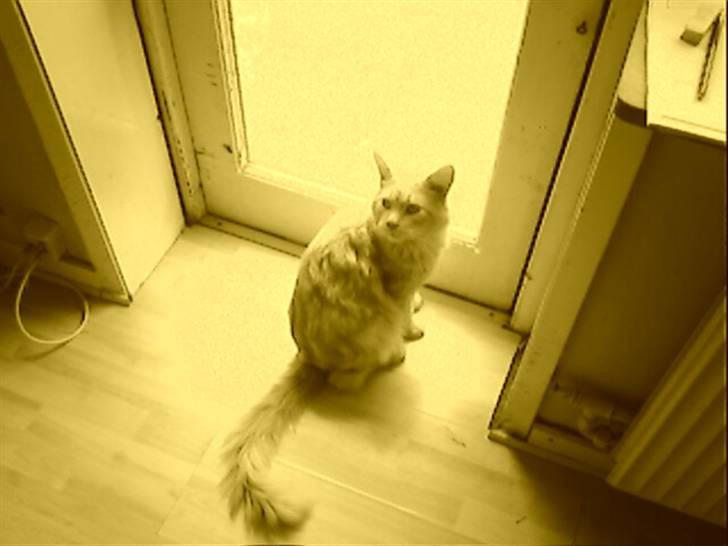 Maine Coon Joey billede 6