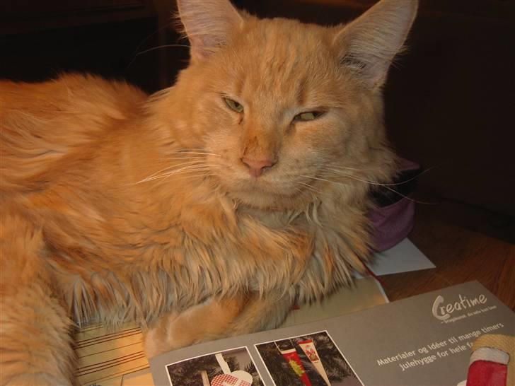 Maine Coon Joey billede 7