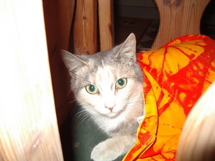 Huskat Freja  billede 2