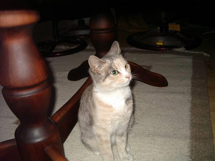 Huskat Freja  billede 3