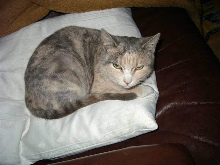 Huskat Freja  billede 4