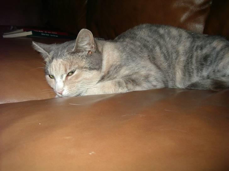 Huskat Freja  billede 5