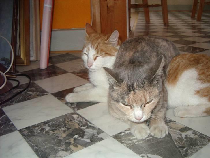 Huskat Freja  billede 6