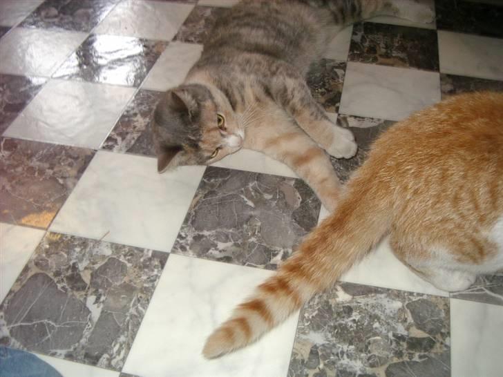 Huskat Freja  billede 7