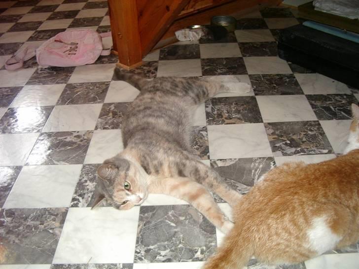 Huskat Freja  billede 8