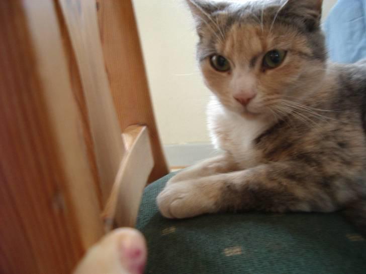 Huskat Freja  billede 9