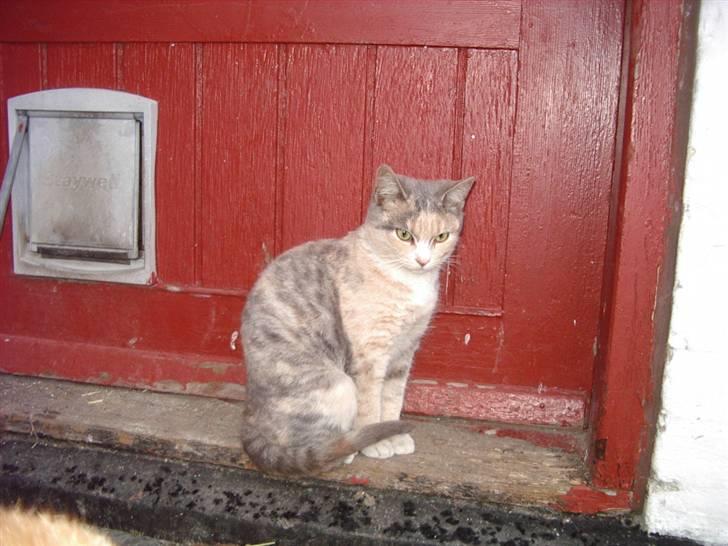 Huskat Freja  billede 10